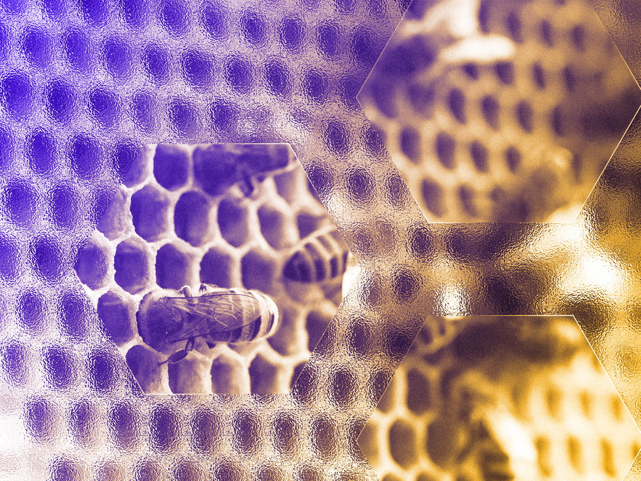 View of the working bees on the honeycomb with sweet honey.